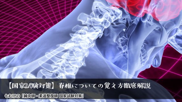 【国家試験対策】脊椎（頚椎・胸椎・腰椎）についての覚え方徹底解説